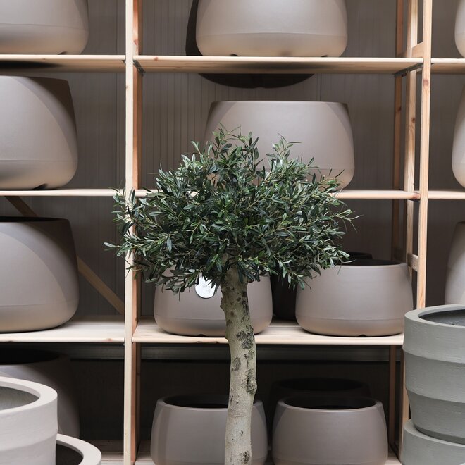 Olijfboom voor binnen 324