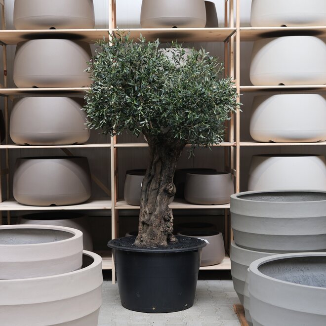 Olijfboom voor binnen 319