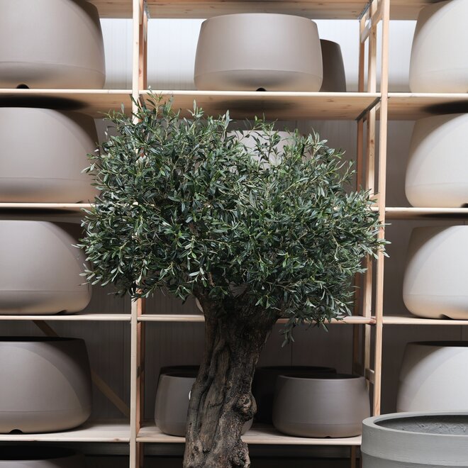 Olijfboom voor binnen 319