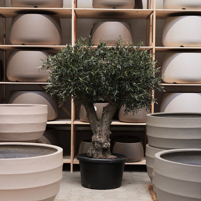 Olijfboom voor binnen 325