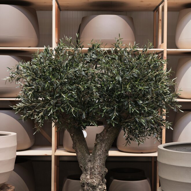 Olijfboom voor binnen 325