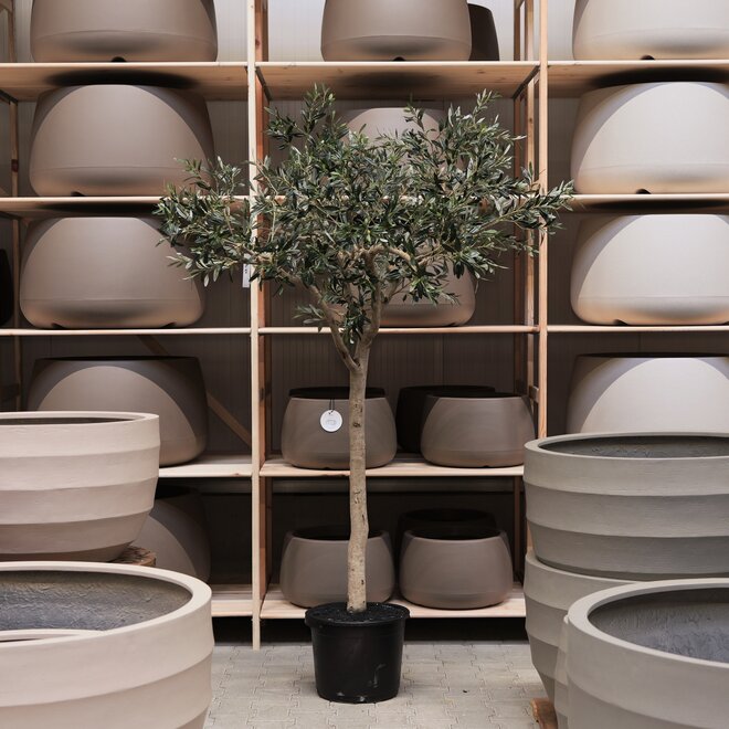 Olijfboom voor binnen 326