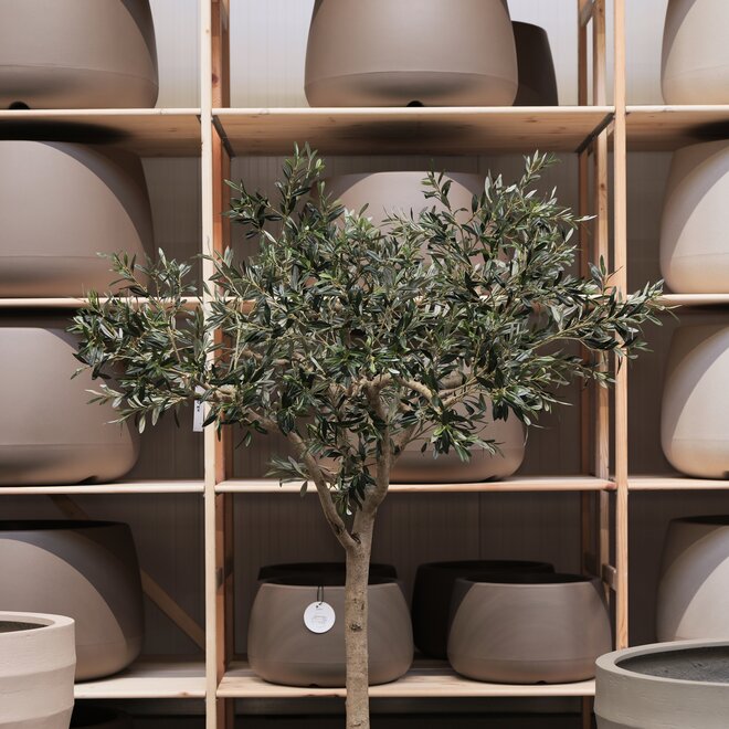 Olijfboom voor binnen 326