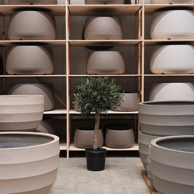 Olijfboom voor binnen 330