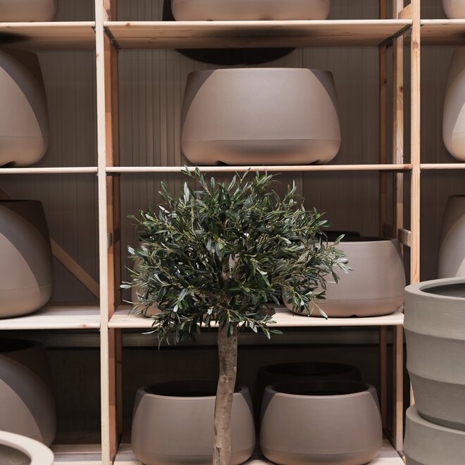 Olijfboom voor binnen 330