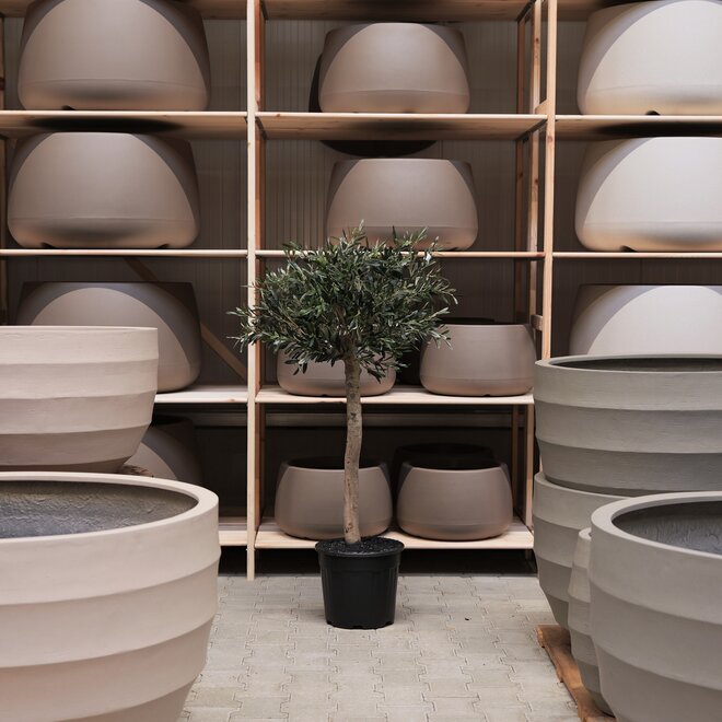 Olijfboom voor binnen 332