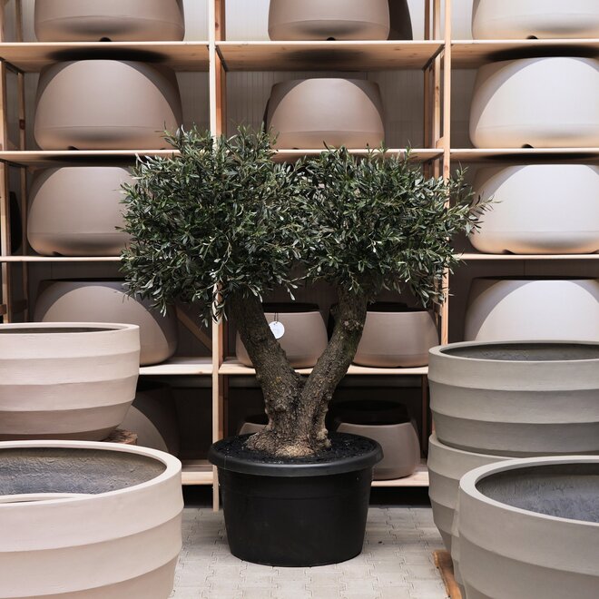 Olijfboom voor binnen 328