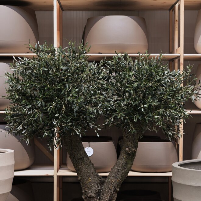 Olijfboom voor binnen 328