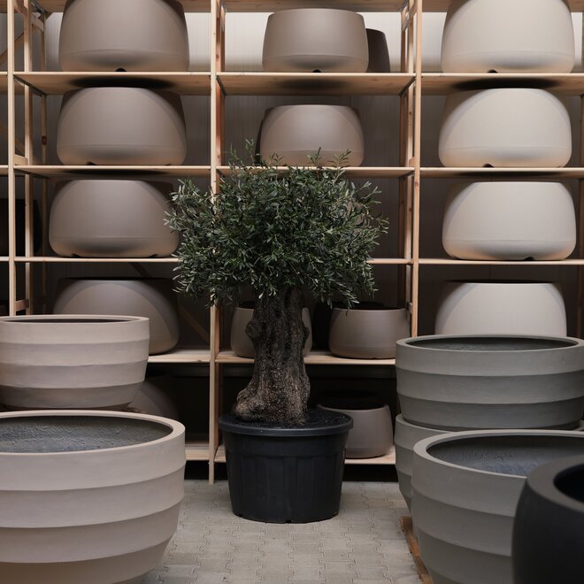 Olijfboom voor binnen 336