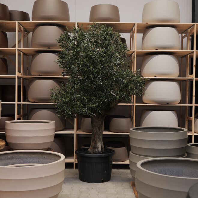 Olijfboom voor binnen 335