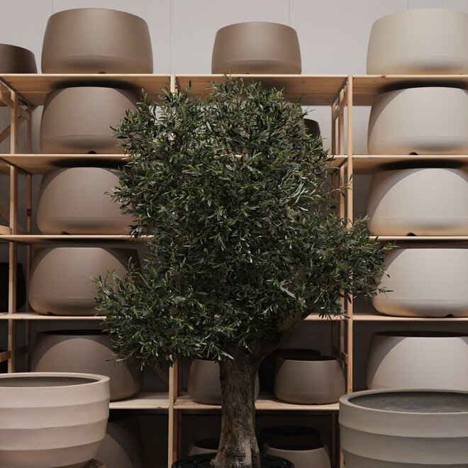 Olijfboom voor binnen 335