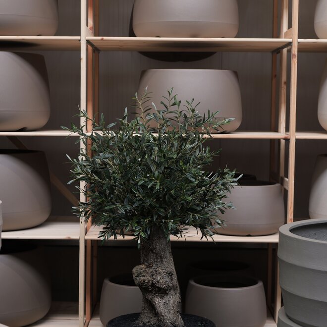 Olijfboom voor binnen 338