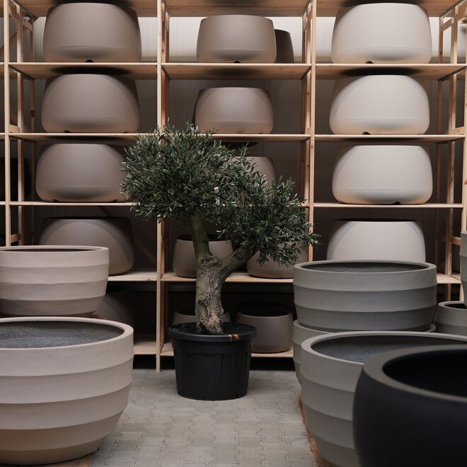 Olijfboom voor binnen 339