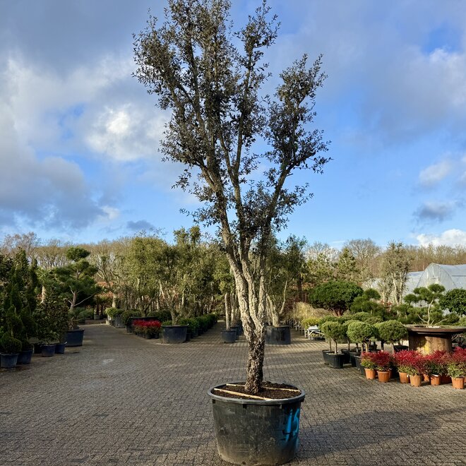 Kurkeik (Quercus suber) exclusief stamomtrek 60/70 cm (nr 159)