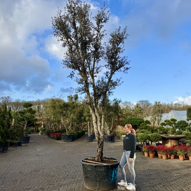 Kurkeik (Quercus suber) exclusief stamomtrek 60/70 cm (nr 159)