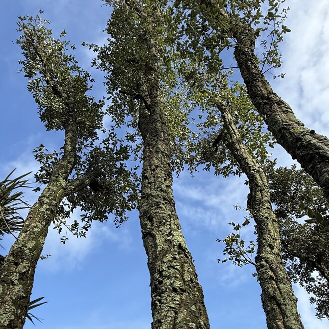 Kurkeik meerstammig stamomtrek 60 t/m 110 cm (151)