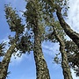Kurkeik (Quercus suber) meerstammig stamomtrek 60 t/m 110 cm (nr 151)
