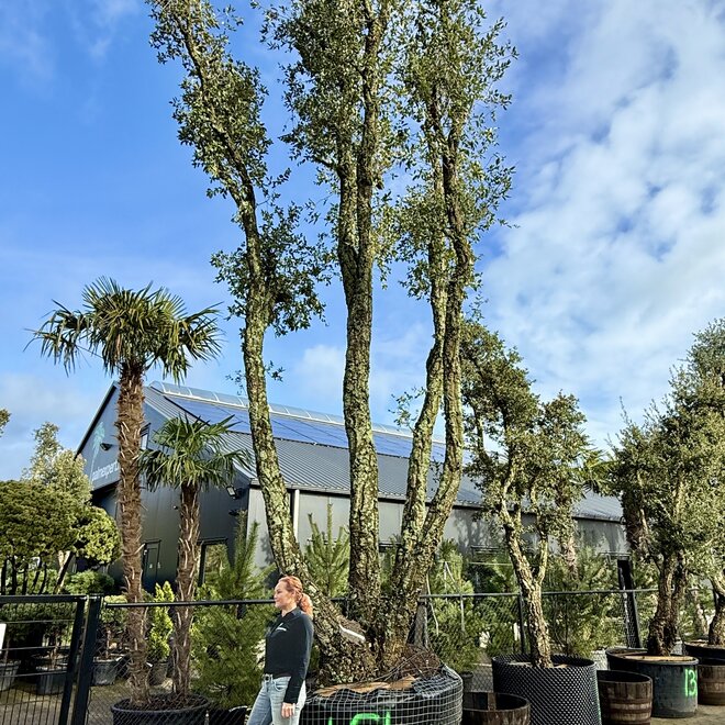 Kurkeik (Quercus suber) meerstammig stamomtrek 60 t/m 110 cm (nr 151)