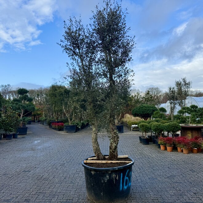 Kurkeik (Quercus suber) dubbelstam stamomtrek 40/60 cm (nr 162)