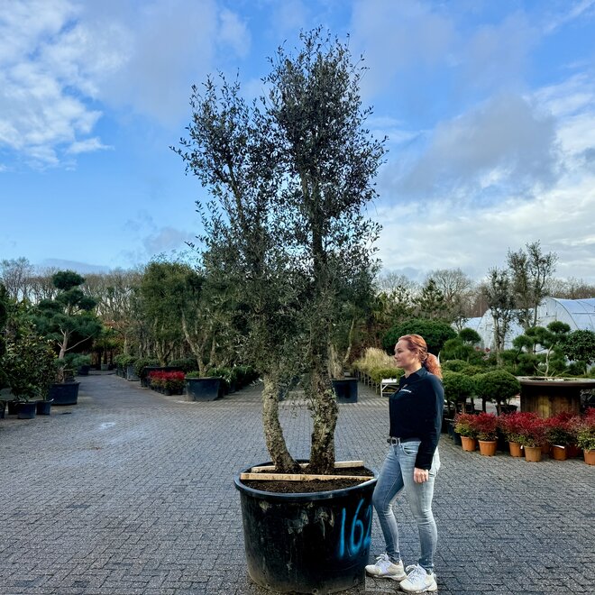 Kurkeik (Quercus suber) dubbelstam stamomtrek 40/60 cm (nr 162)