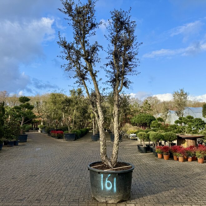 Kurkeik dubbelstam stamomtrek 40/50 cm (161)