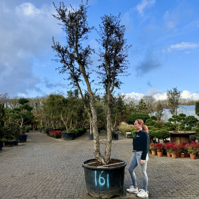 Kurkeik (Quercus suber) dubbelstam stamomtrek 40/50 cm (nr 161)