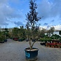 Kurkeik (Quercus suber) exclusief stamomtrek 60/70 cm (nr 163)
