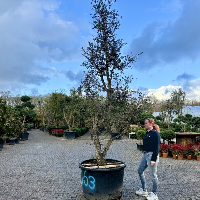 Kurkeik (Quercus suber) exclusief stamomtrek 60/70 cm (nr 163)