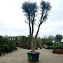 Kurkeik (Quercus suber) exclusief stamomtrek 100/110 cm (nr 153)
