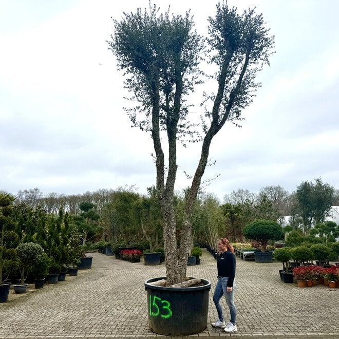 Kurkeik (Quercus suber) exclusief stamomtrek 100/110 cm (nr 153)