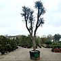 Kurkeik (Quercus suber) exclusief stamomtrek 100/110 cm (nr 150)