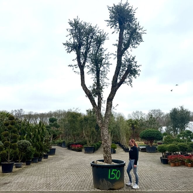 Kurkeik (Quercus suber) exclusief stamomtrek 100/110 cm (nr 150)