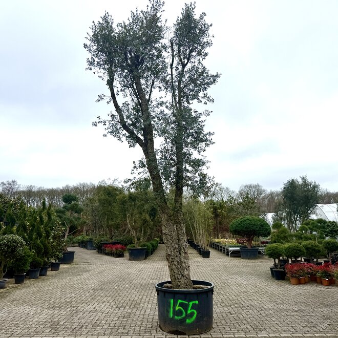 Kurkeik exclusief stamomtrek 120/130 cm (155)