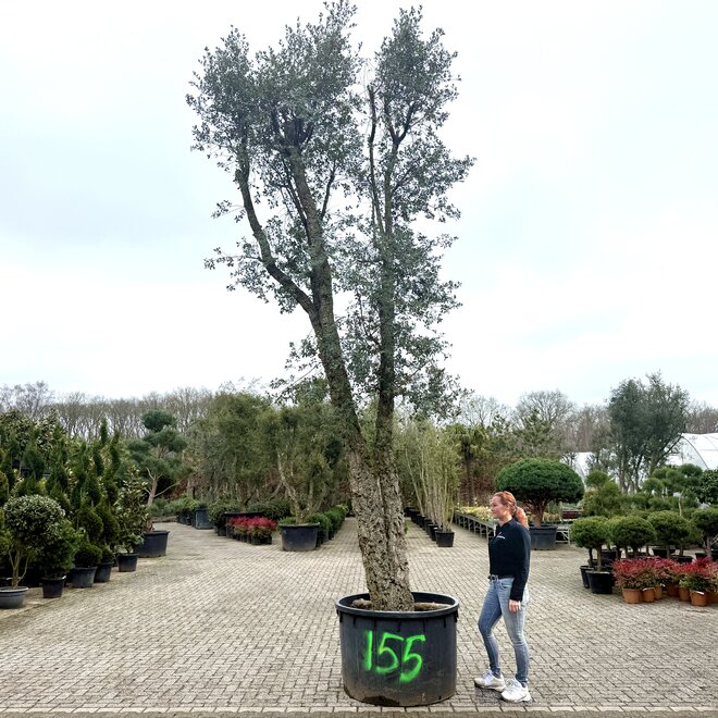 Kurkeik (Quercus suber) exclusief stamomtrek 120/130 cm (nr 155)