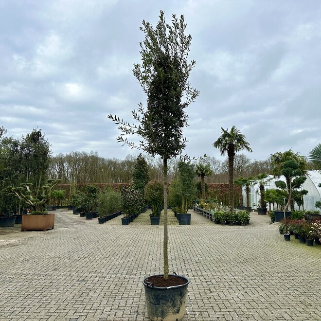 Steeneik (Quercus ilex)  14-16 cm stamomtrek