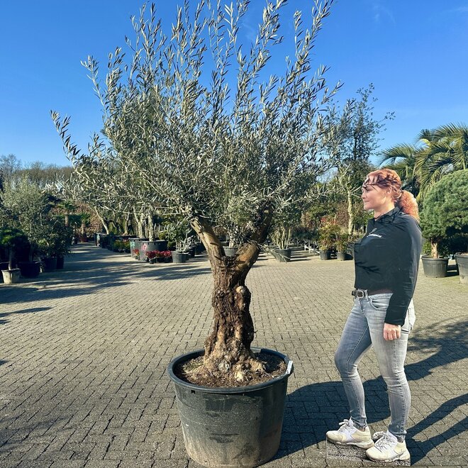 Olijfboom (Olea europaea) 60/80 cm grillige vertakte stam