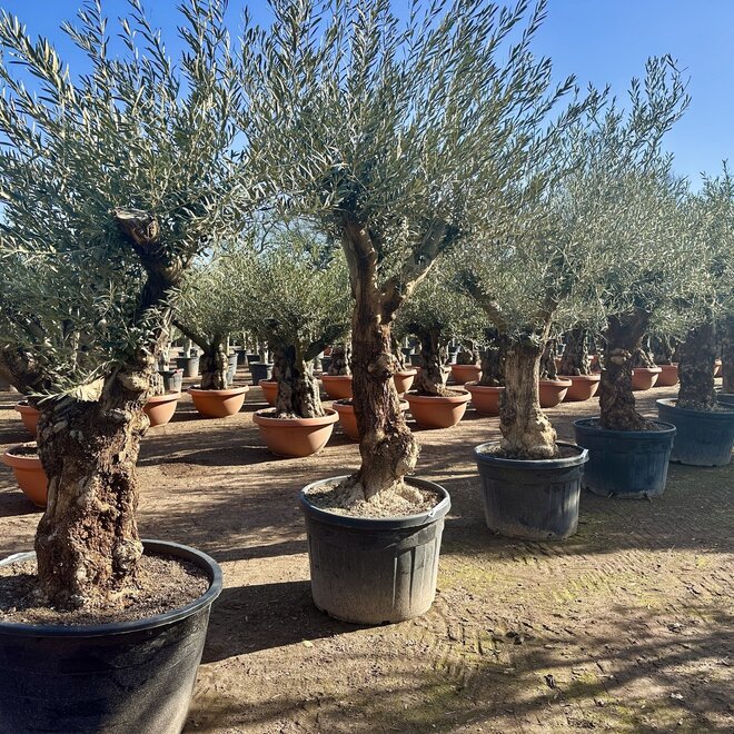 Olijfboom (Olea europaea) 60/80 cm grillige vertakte stam
