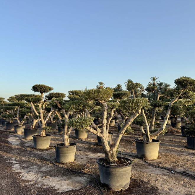 Olijfboom (Olea europaea) pon pon