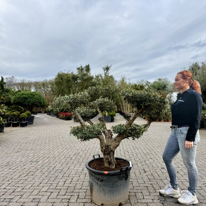 Olijfboom (Olea europaea) pon pon