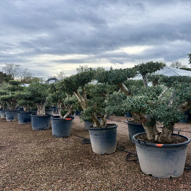 Olijfboom (Olea europaea) pon pon