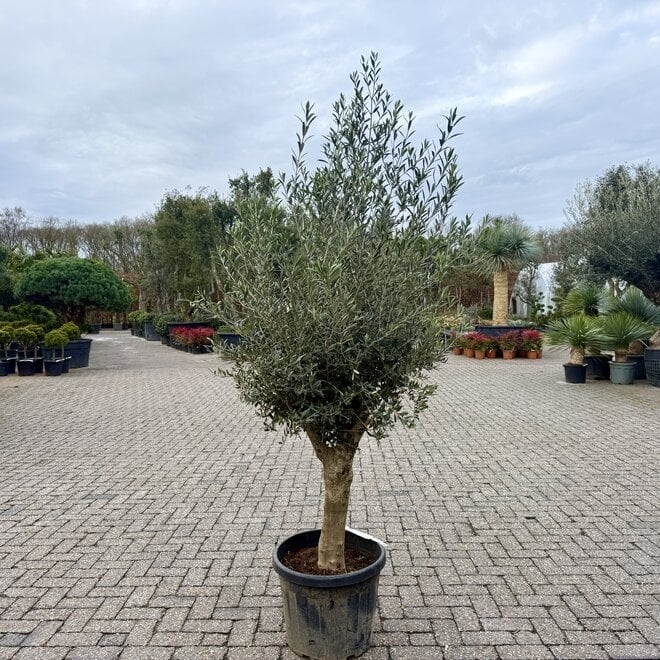 Olijfboom 30/40 cm 1/4 stam