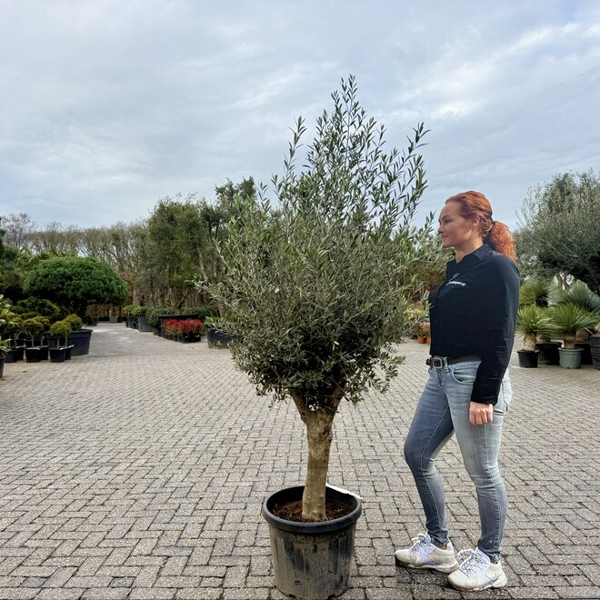 Olijfboom (Olea europaea) 30/40 cm 1/4 stam
