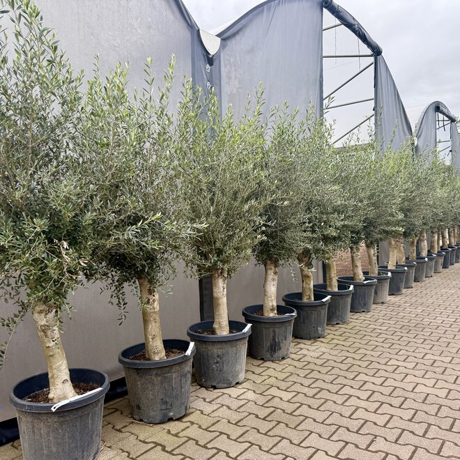 Olijfboom (Olea europaea) 30/40 cm 1/4 stam