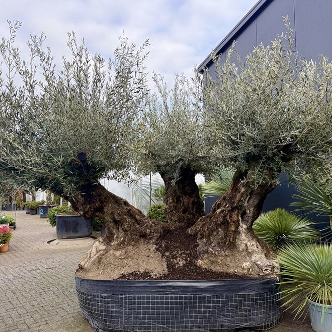 Mega bonsai olijfboom triple stam
