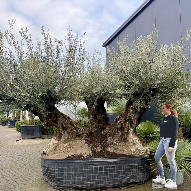 Mega bonsai olijfboom triple stam