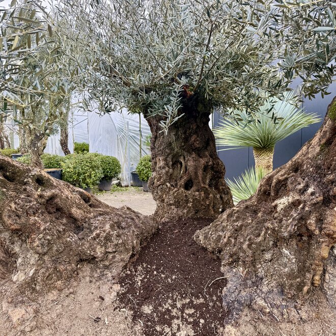 Mega bonsai olijfboom triple stam