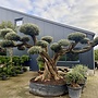 Olijfboom (Olea europaea) bonsai plateaus