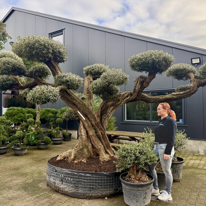 Olijfboom (Olea europaea) bonsai plateaus