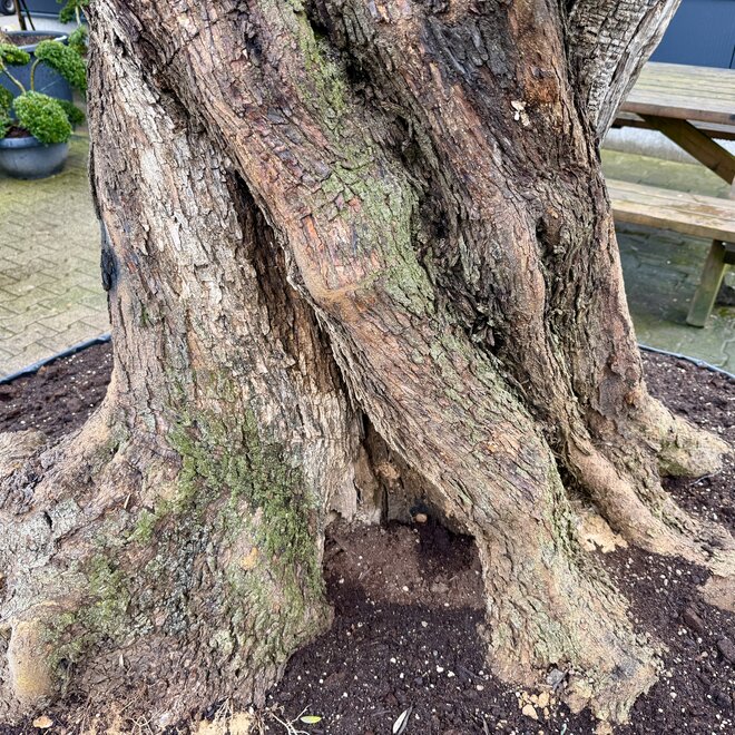 Olijfboom (Olea europaea) bonsai plateaus