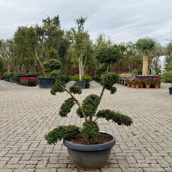 Ilex crenata Kinme bonsai 90/100 cm